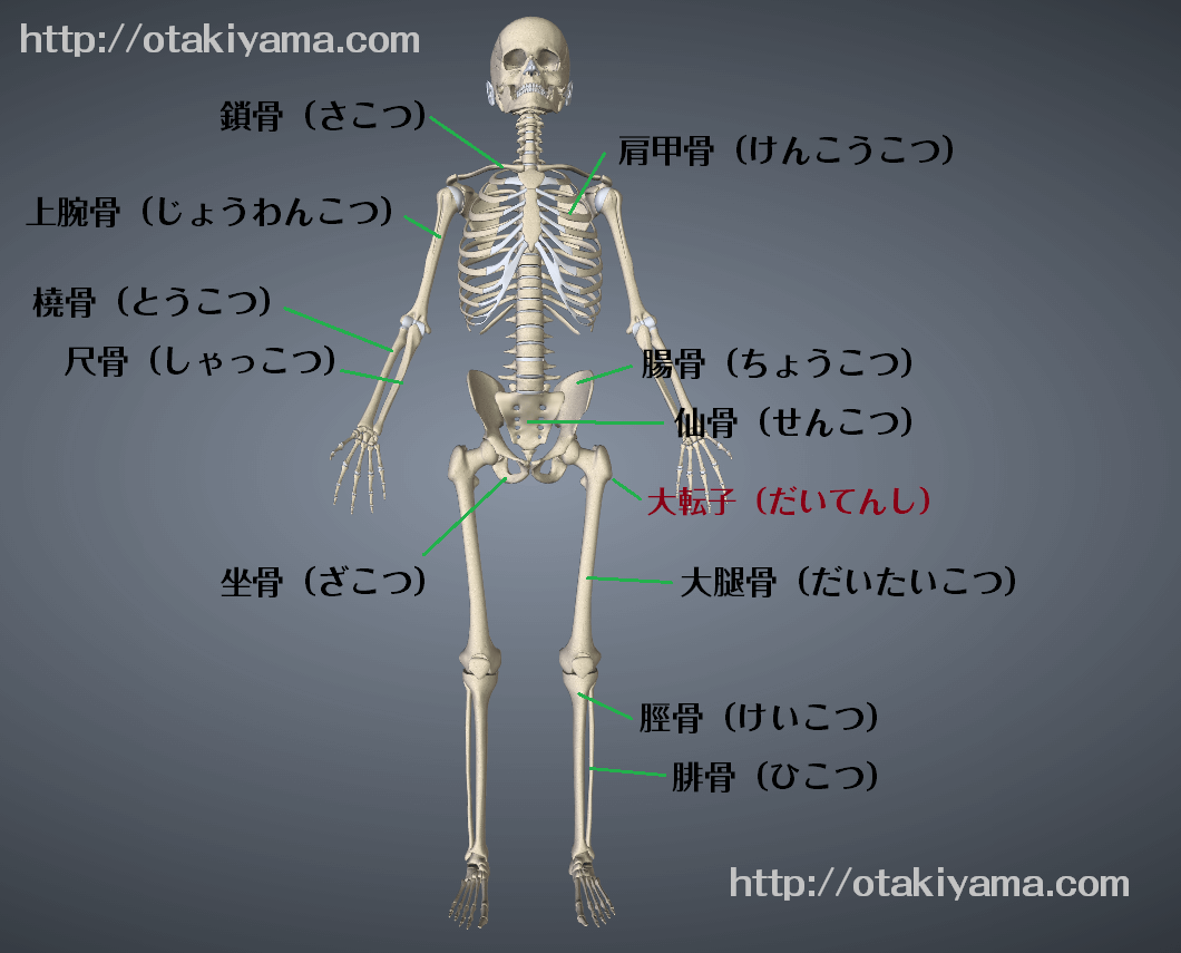 体の部位の名前　介護で役立つ「骨」の専門用語を人体図で紹介