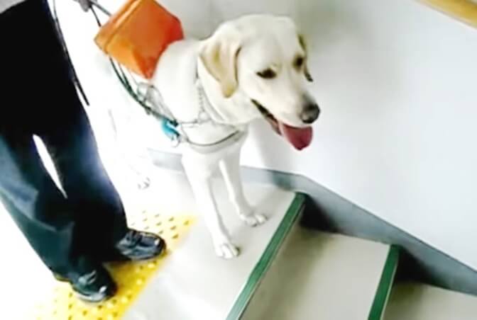 身体障害者補助犬とは　盲導犬・介助犬・聴導犬の役割と対応のポイント