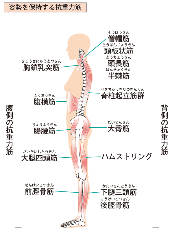 抗重力筋の筋肉の種類